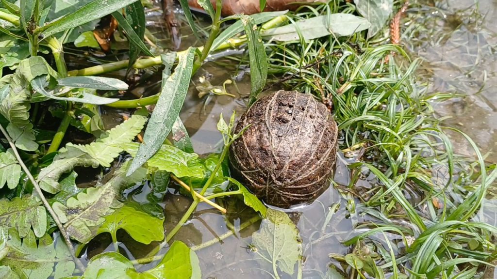 Raiganj Bomb: রায়গঞ্জে বোমাতঙ্ক!